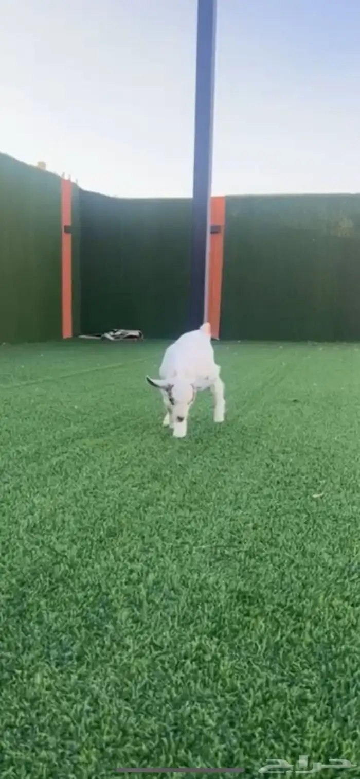 عنز قزميه - الرياض المزاحمية تبراك 3