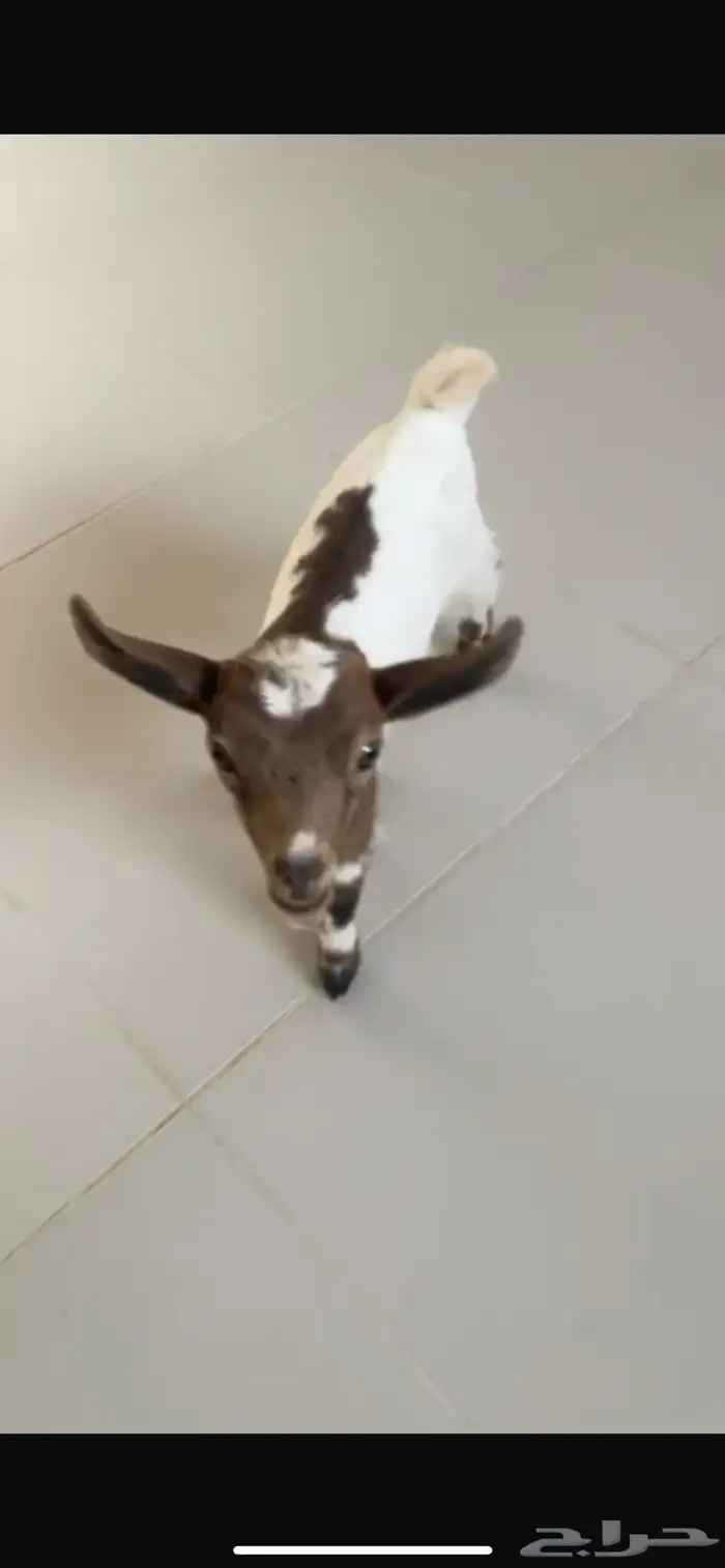 عنز قزميه - الرياض المزاحمية تبراك 2