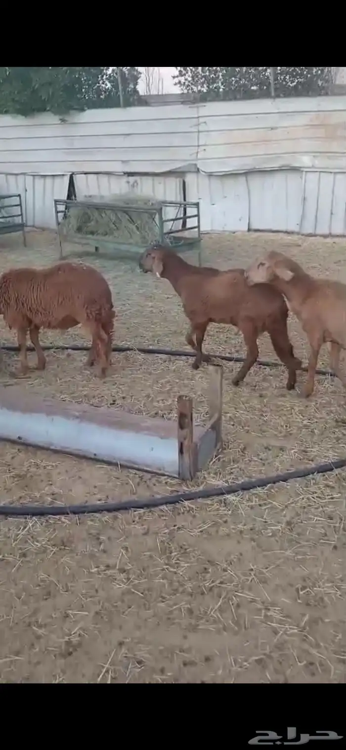 للبيع ذبايح سواكن حمري مرابي شرط 0