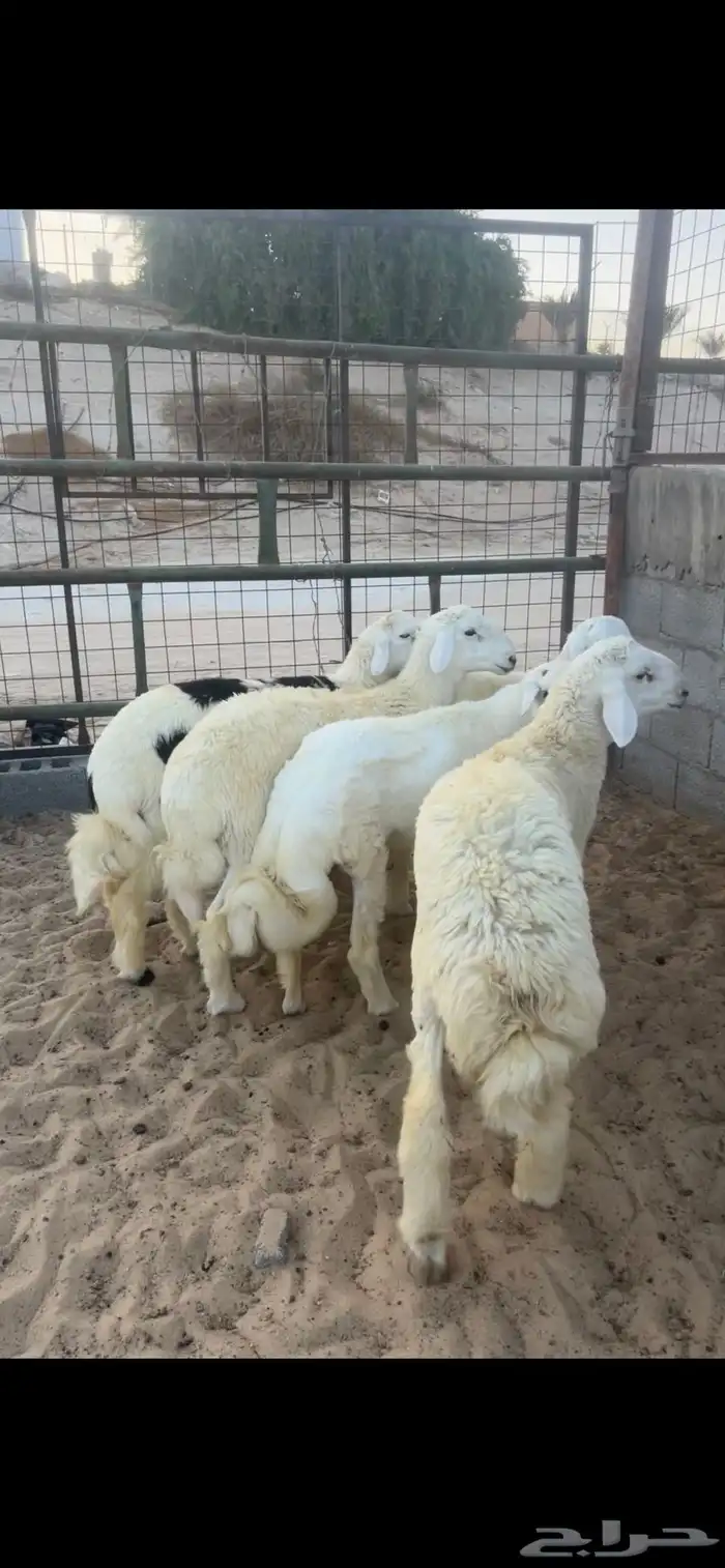 خرفان حريه 0