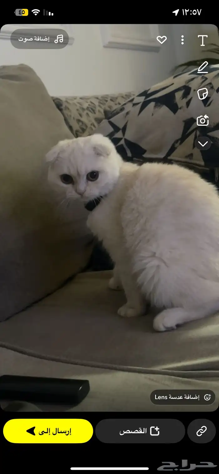 سكوتش فولد 1