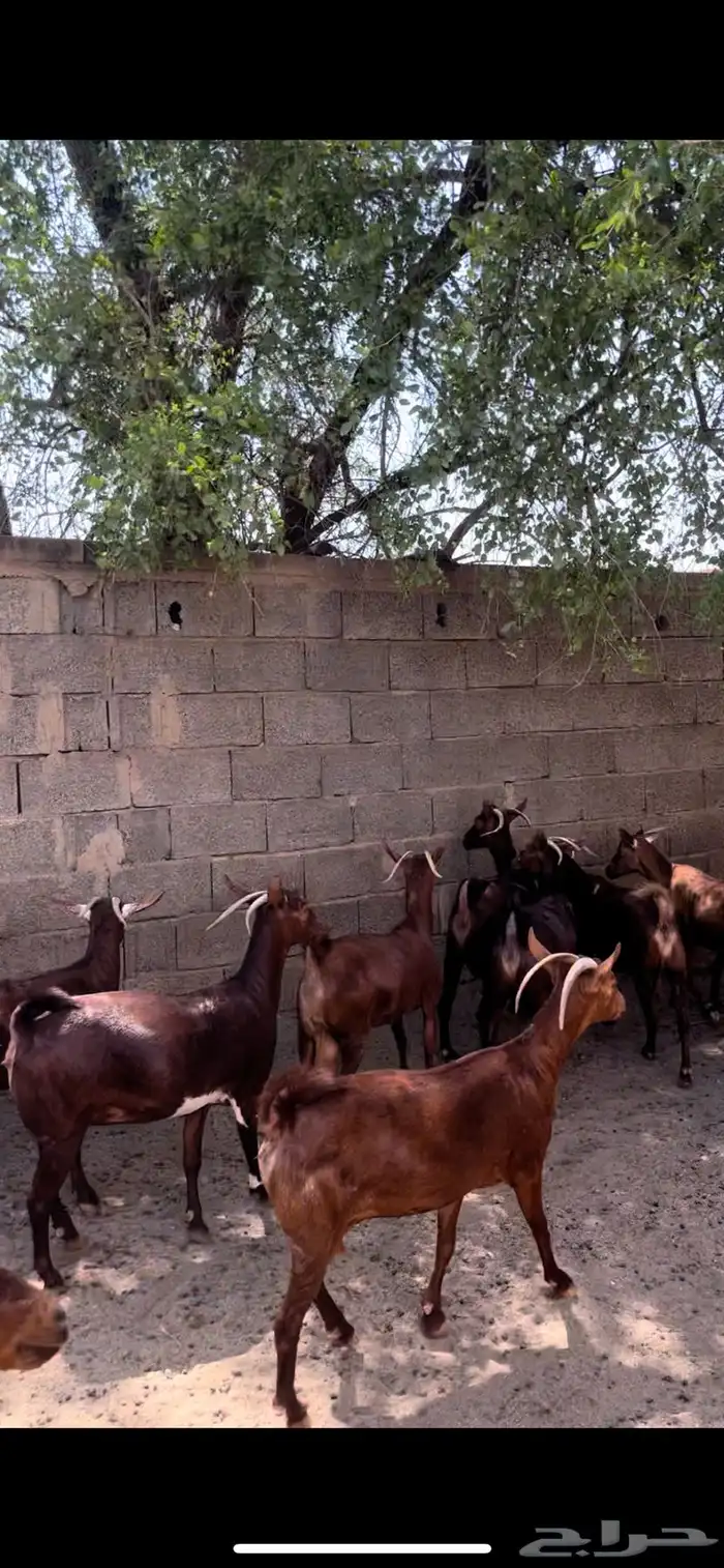 غنم دهم. معزا دهم ( تم البيع 1