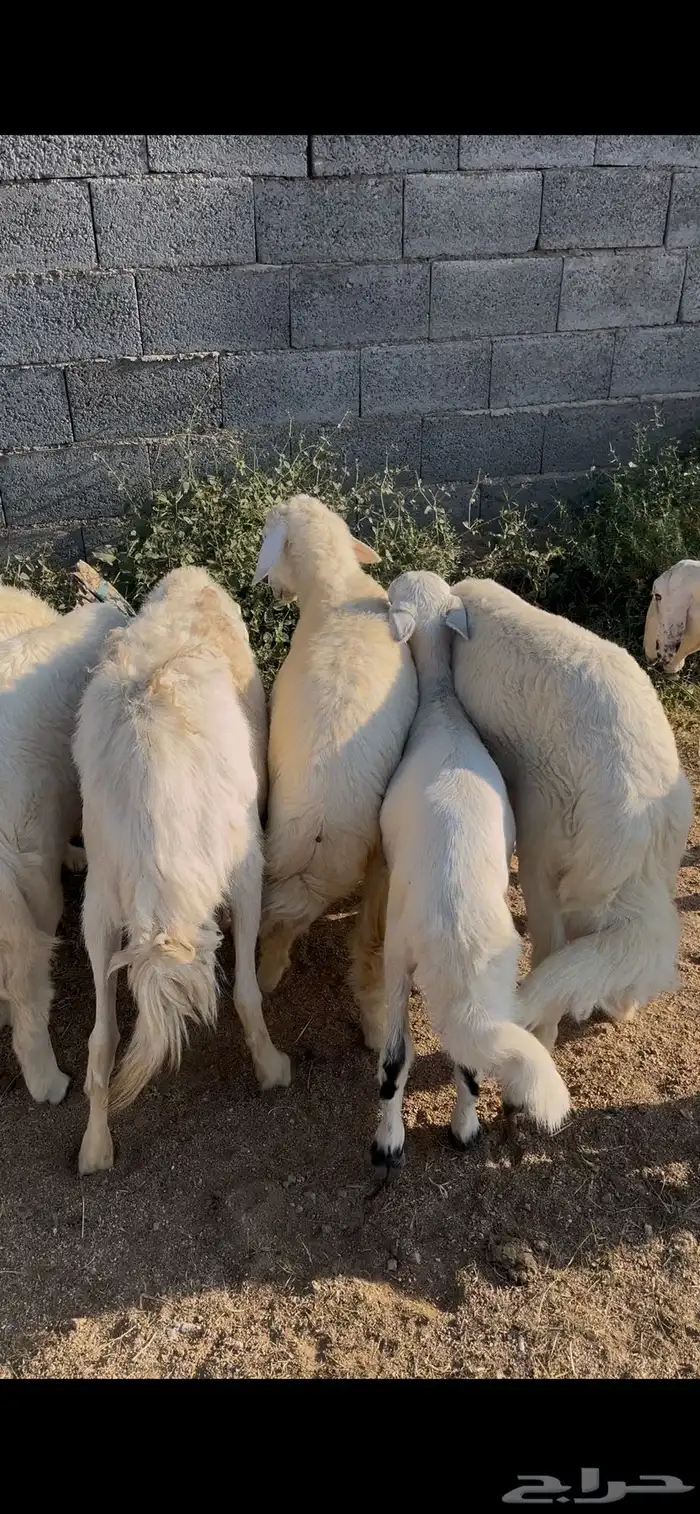 ضان صنف تم البيع 5