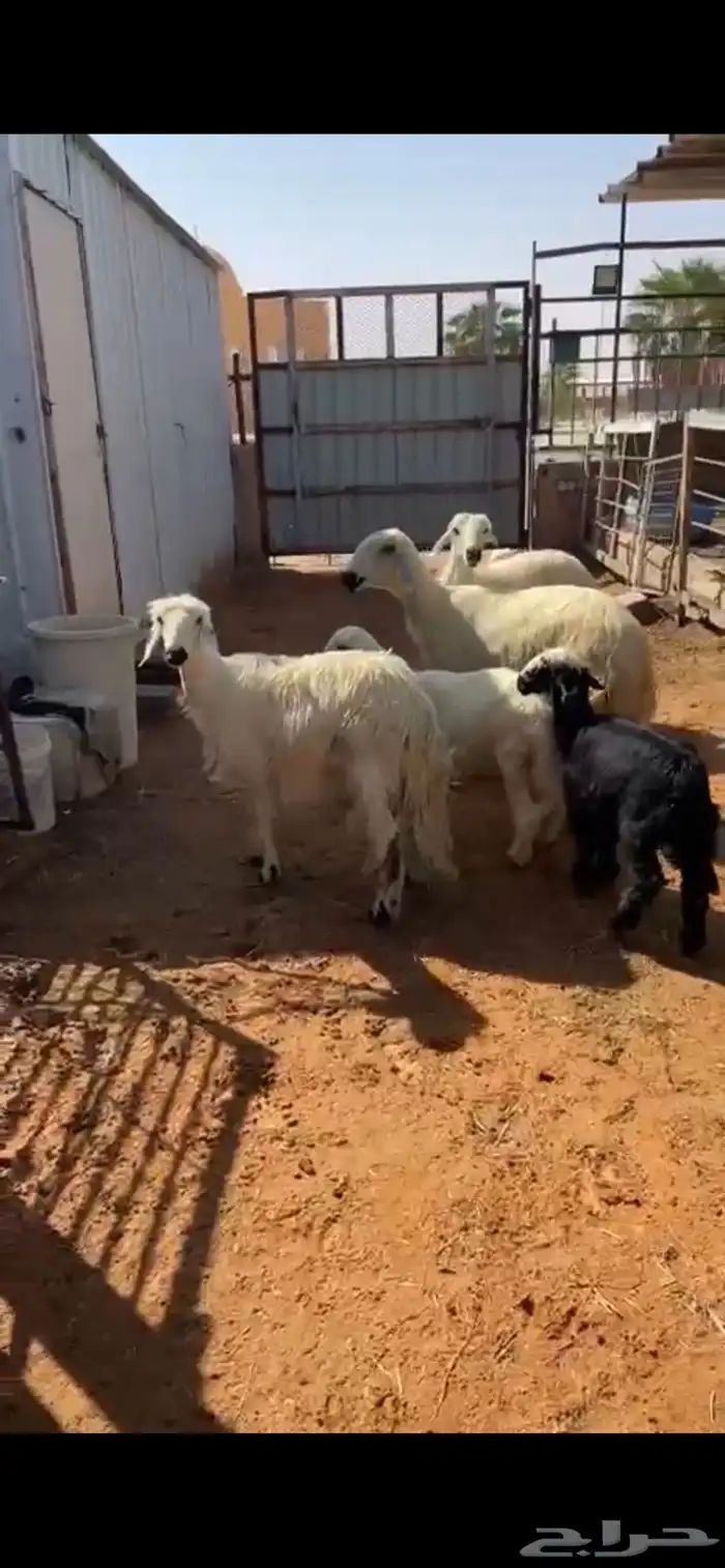 للبيع نجد عيسيات متابيع كفوو فاخره ( تم البيع ) 0