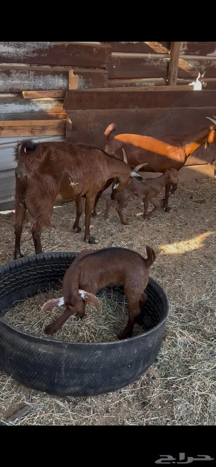 معزا محايليات دهم 1