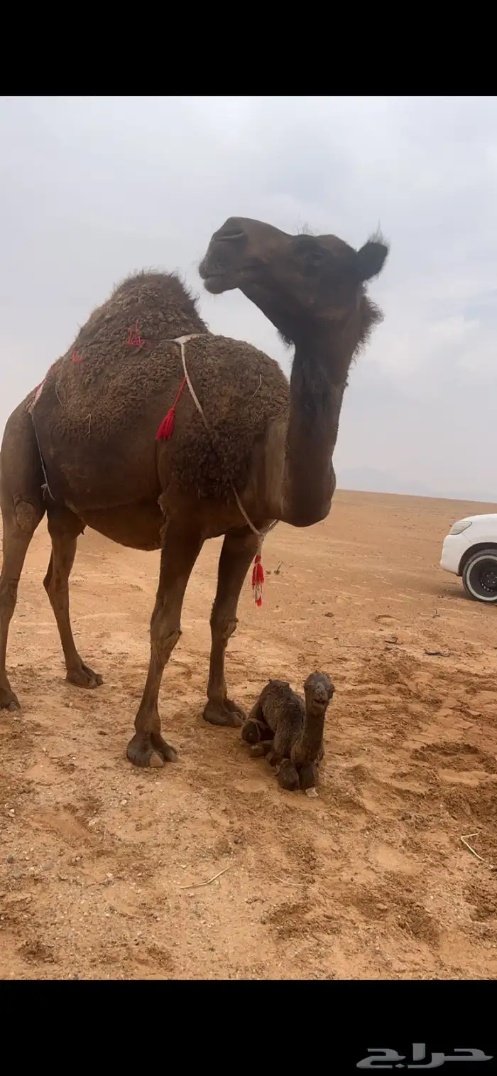 ناقتين ضرايب طيبه صفر 1