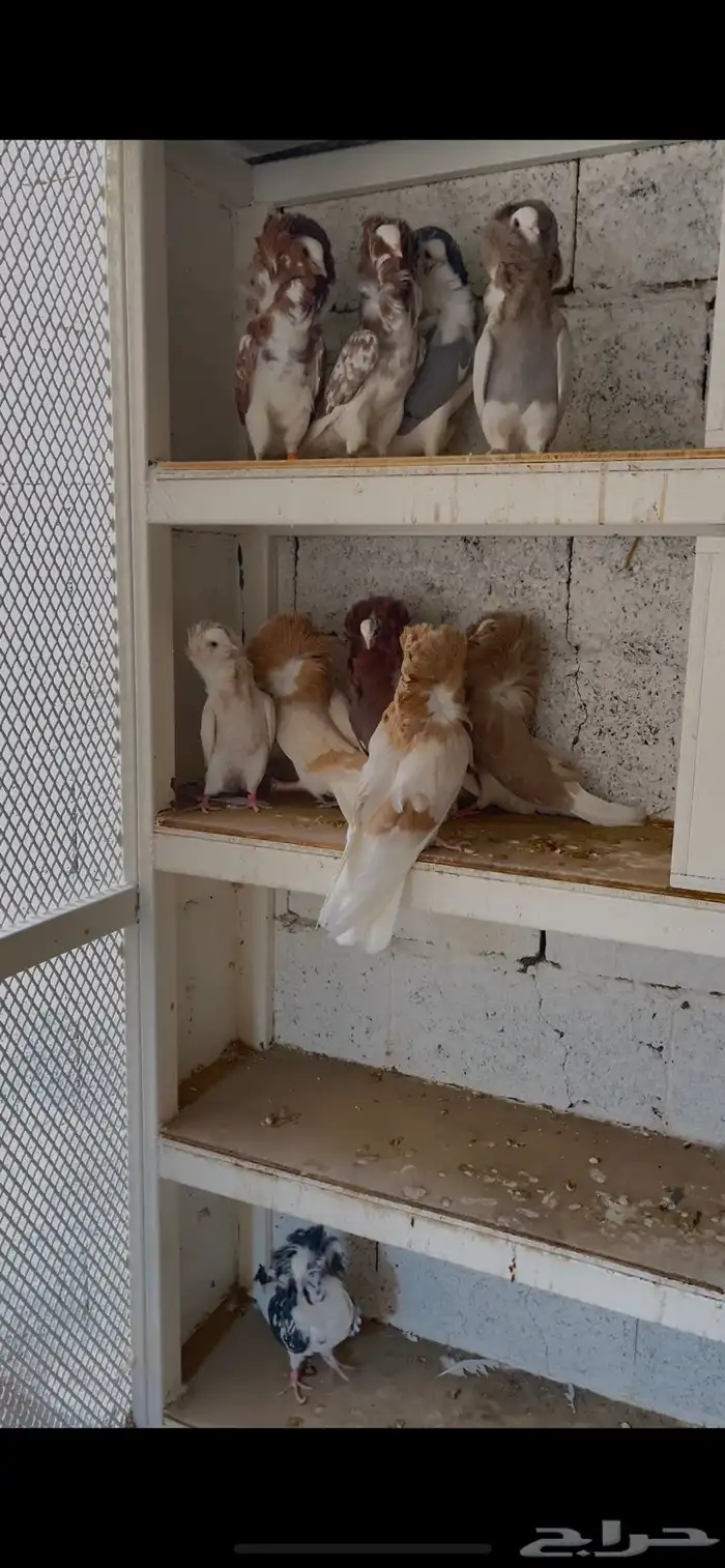 حمام هجين جكوبين 0