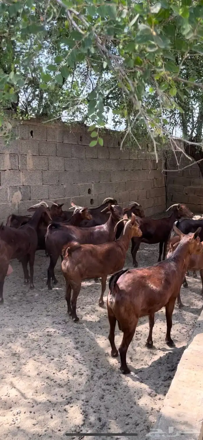 غنم دهم. معزا دهم ( تم البيع 4