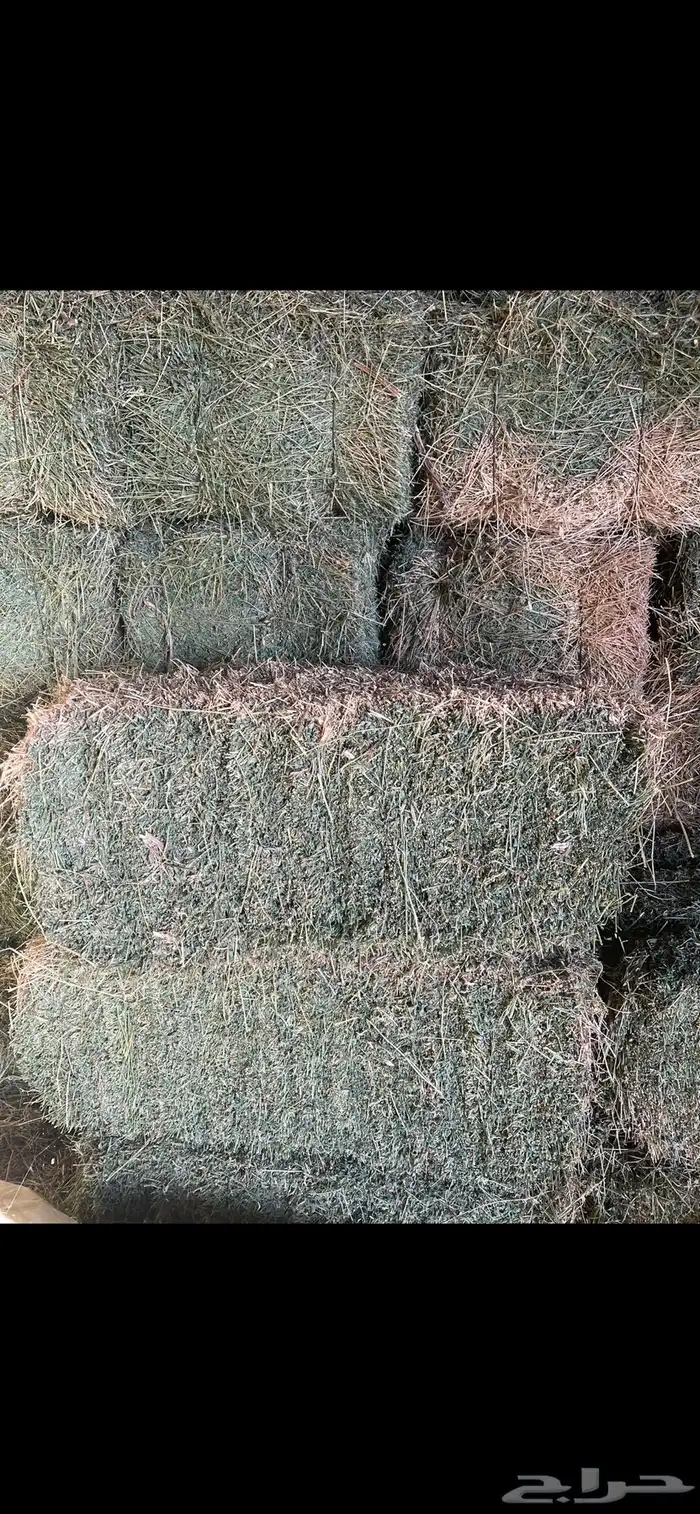 برسيم صافي 2