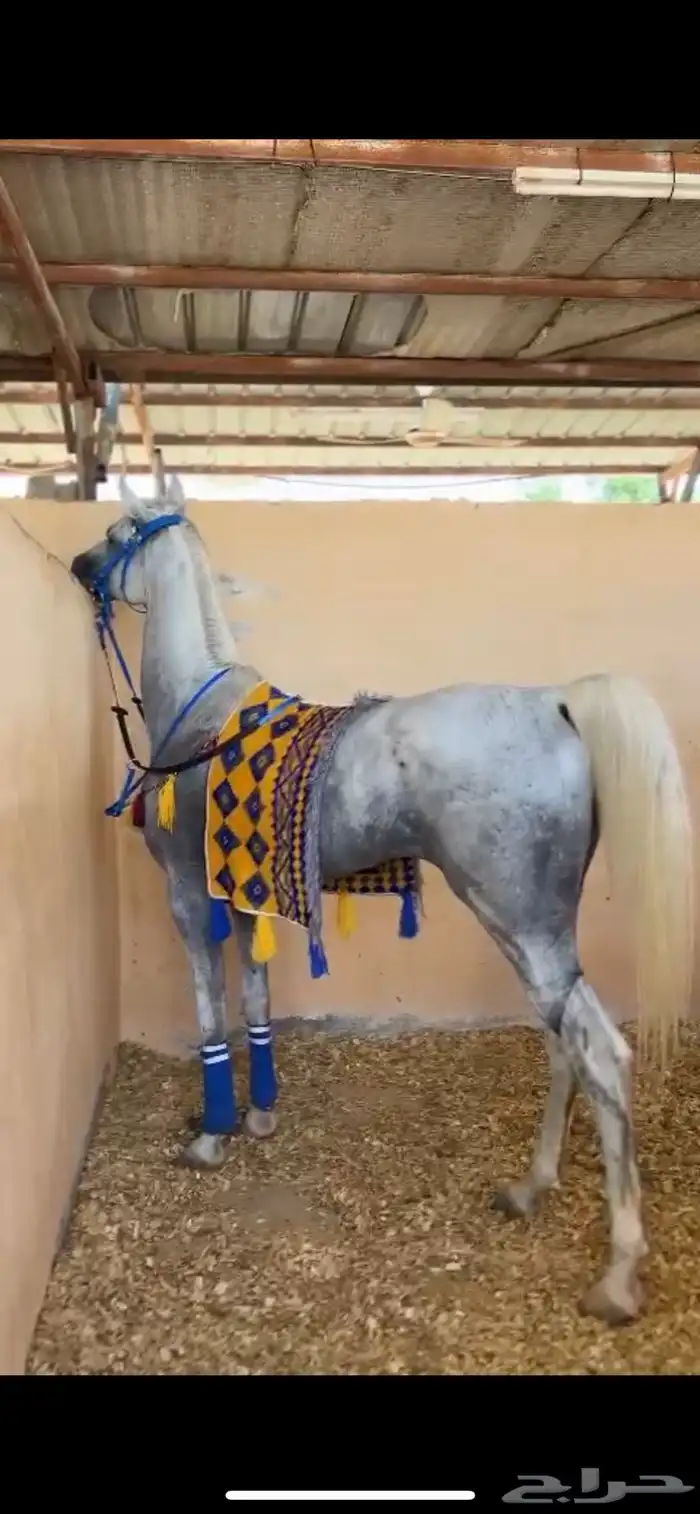 حصان شعبي 6
