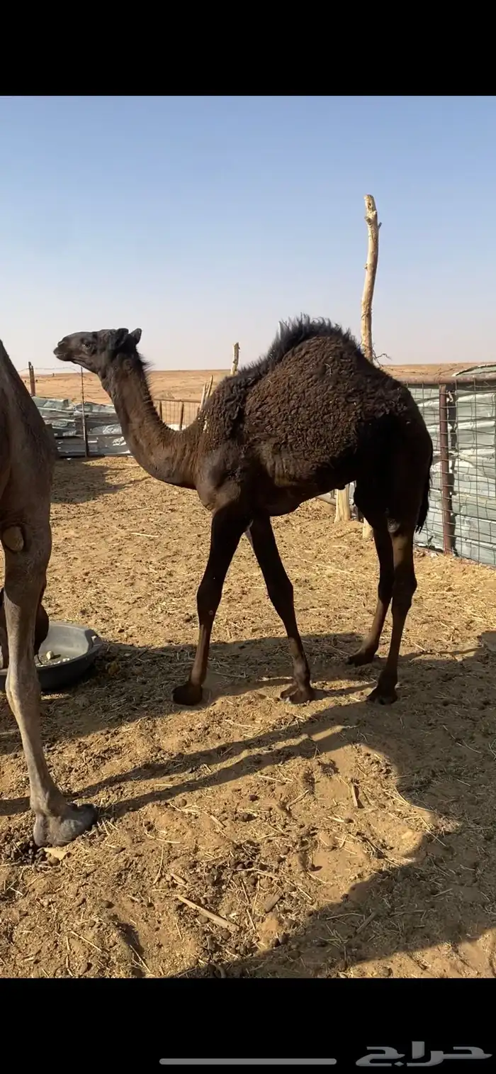 قعود قصب لباني 2