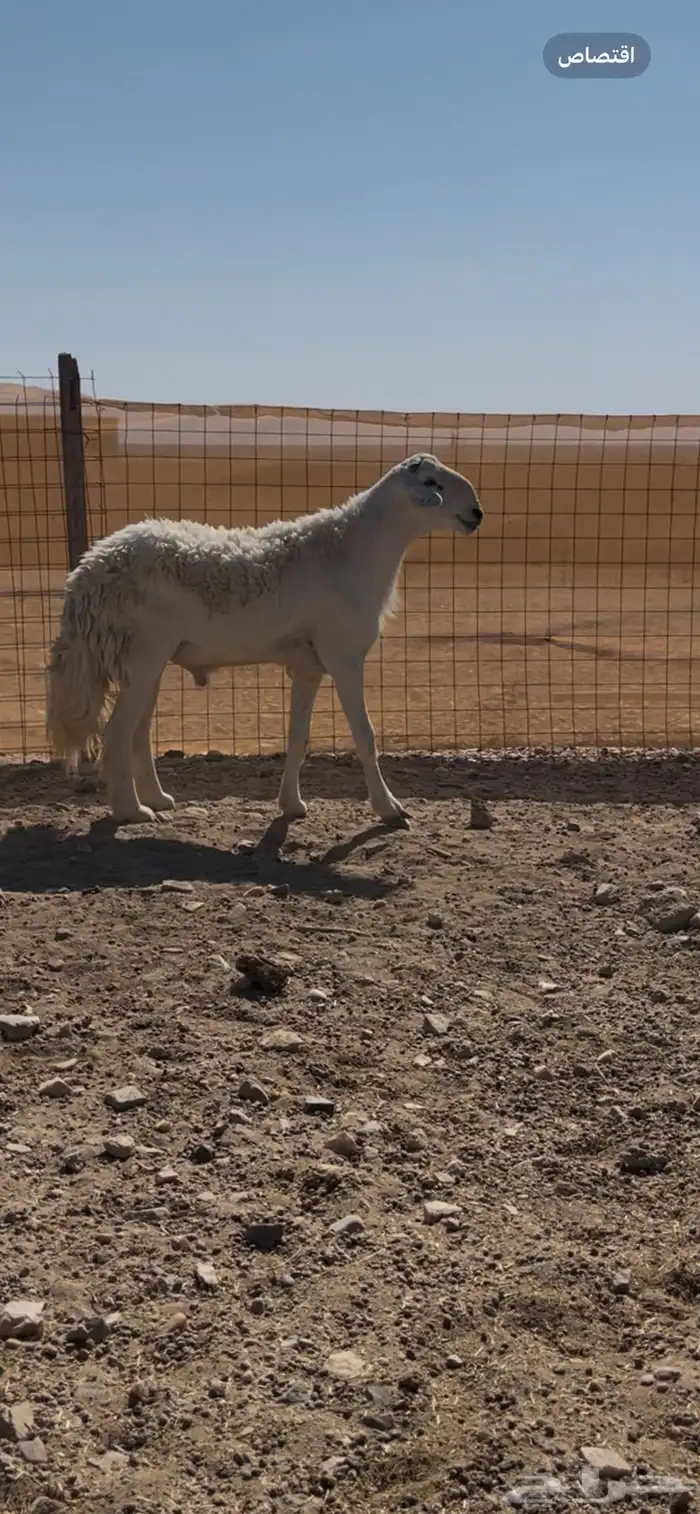 فحل حري منتج 1