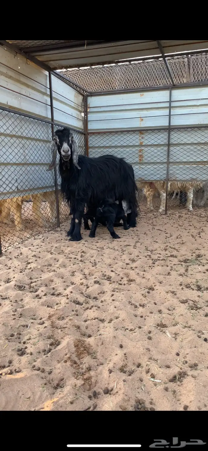 عنز تحتها تيوس 1