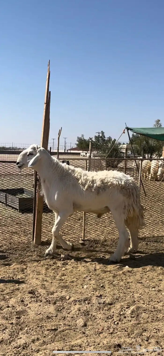 فحل حري منتج 0