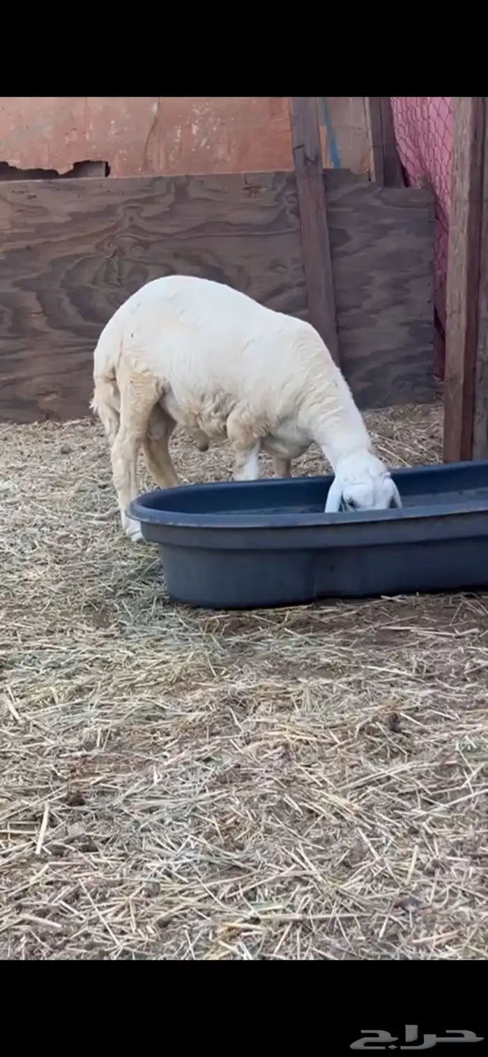 طلي جبر بالحيل 4