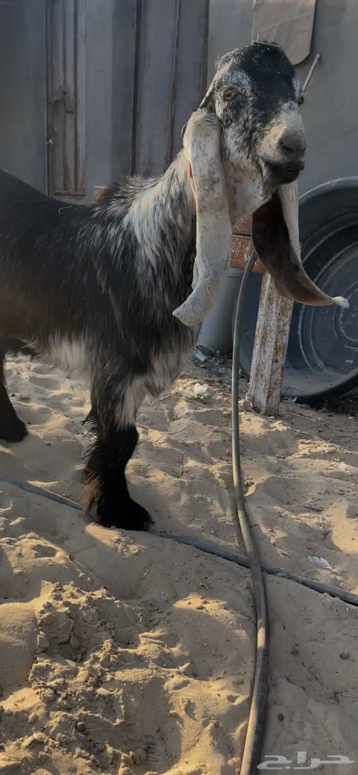 جذع عارضي معرف من حلال السعدون بالاحساء 4