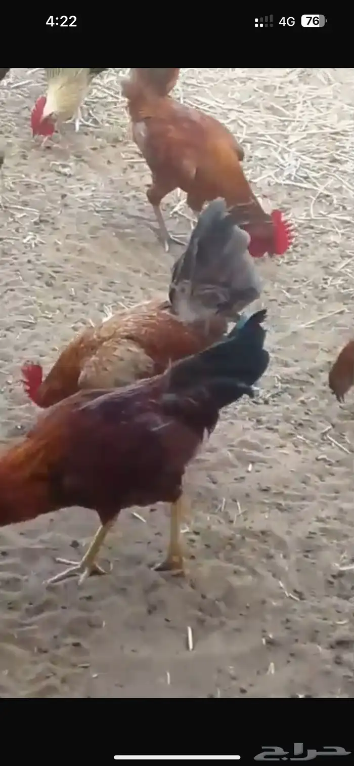 ديوك بلدي للبيع 8