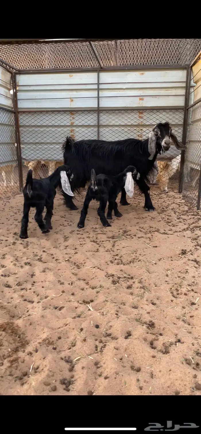 عنز تحتها تيوس 0