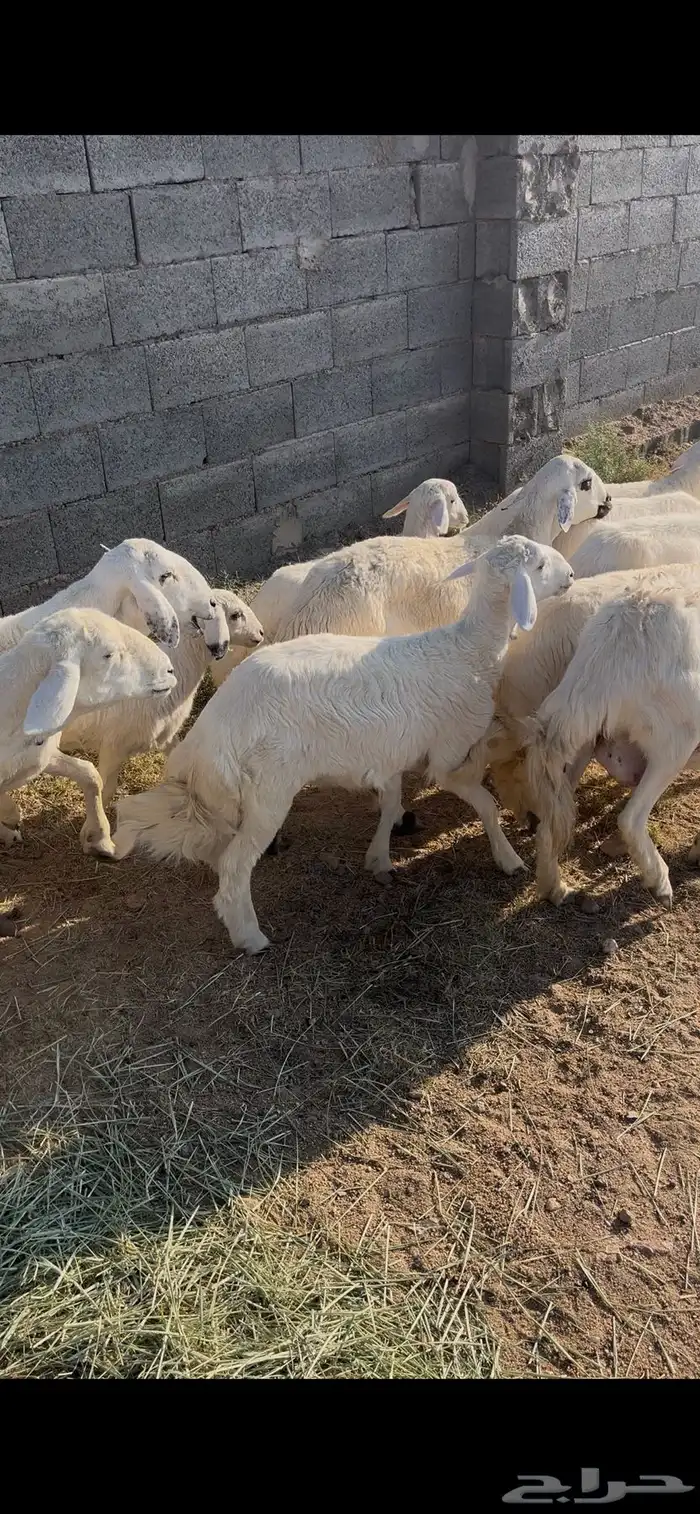 ضان صنف تم البيع 4