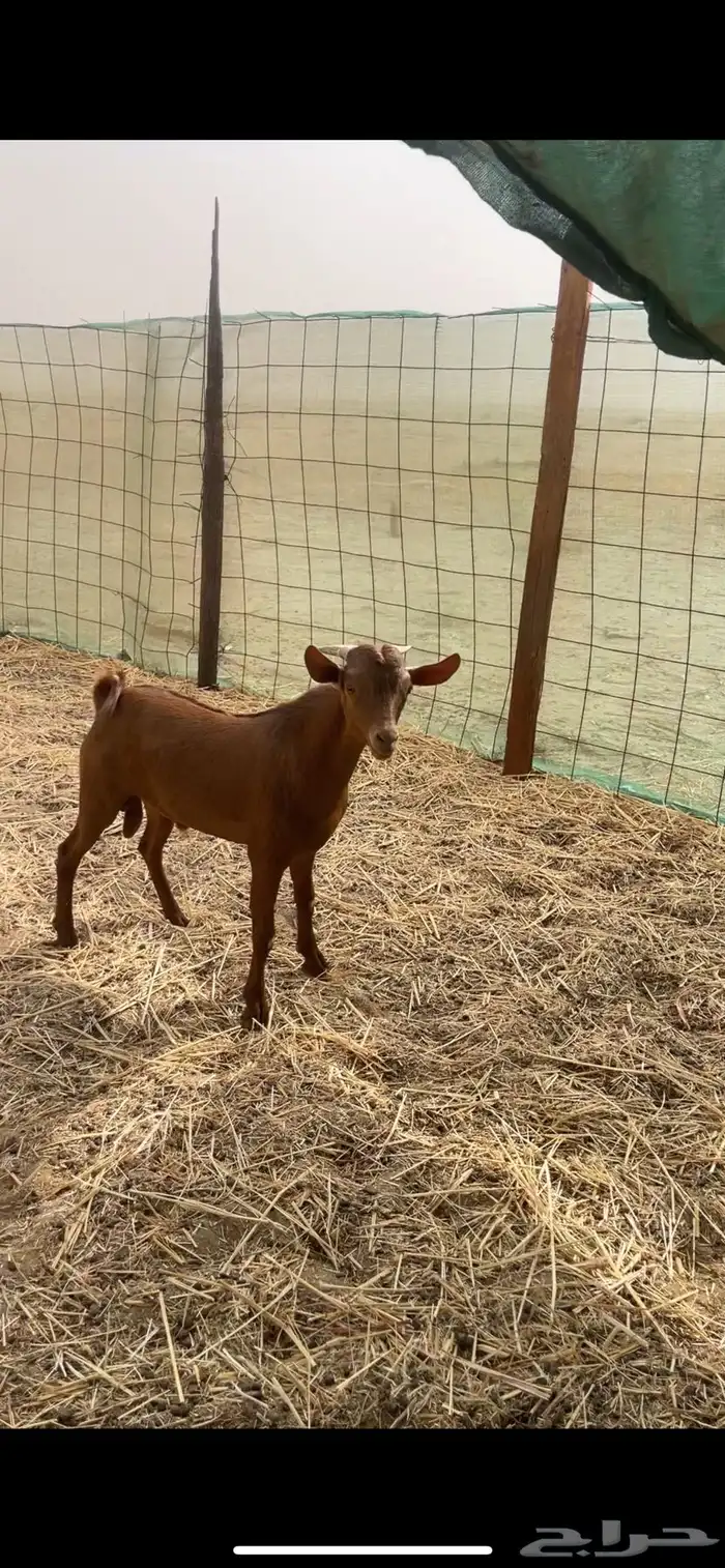 طليان حري وتيوس محايلي وسواكني 0