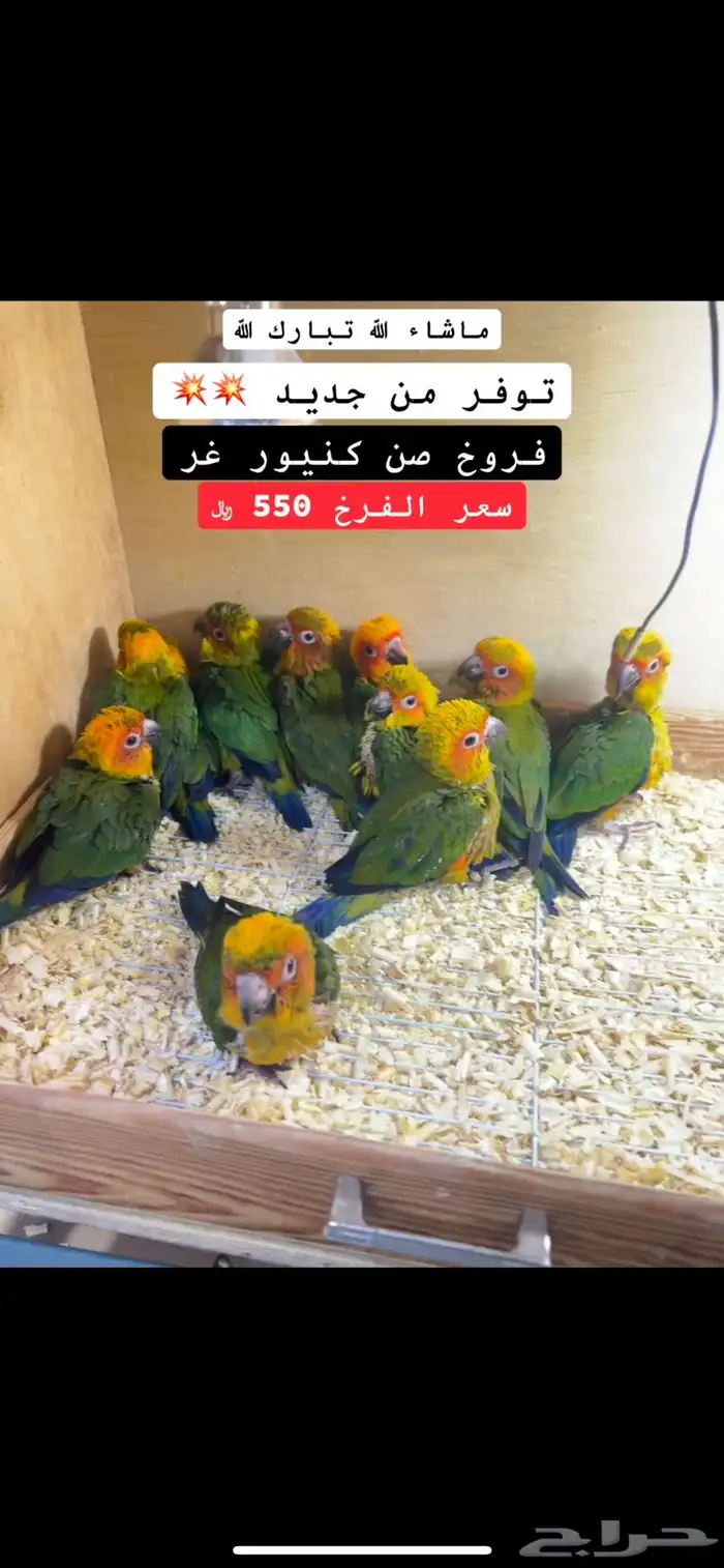 توفر من جديد فروخ صن كنيور ب 550 ريال فقط 0