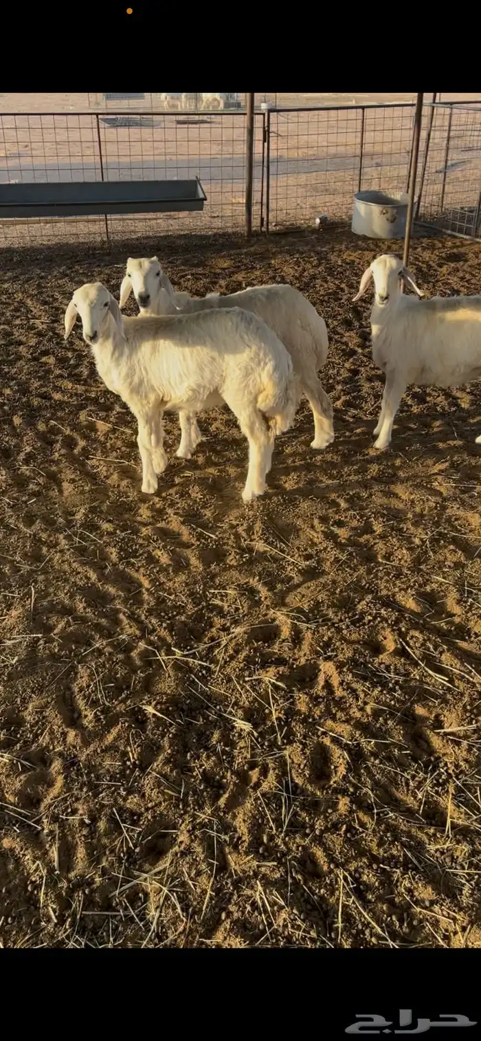 رخال حريه مراح المذنب للبيع 1