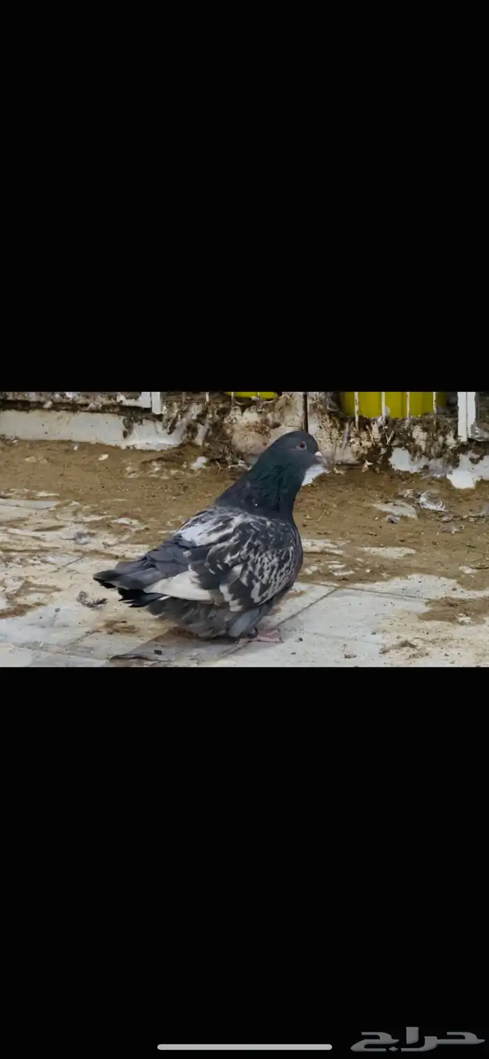 انثى فرش براون تشيك 3