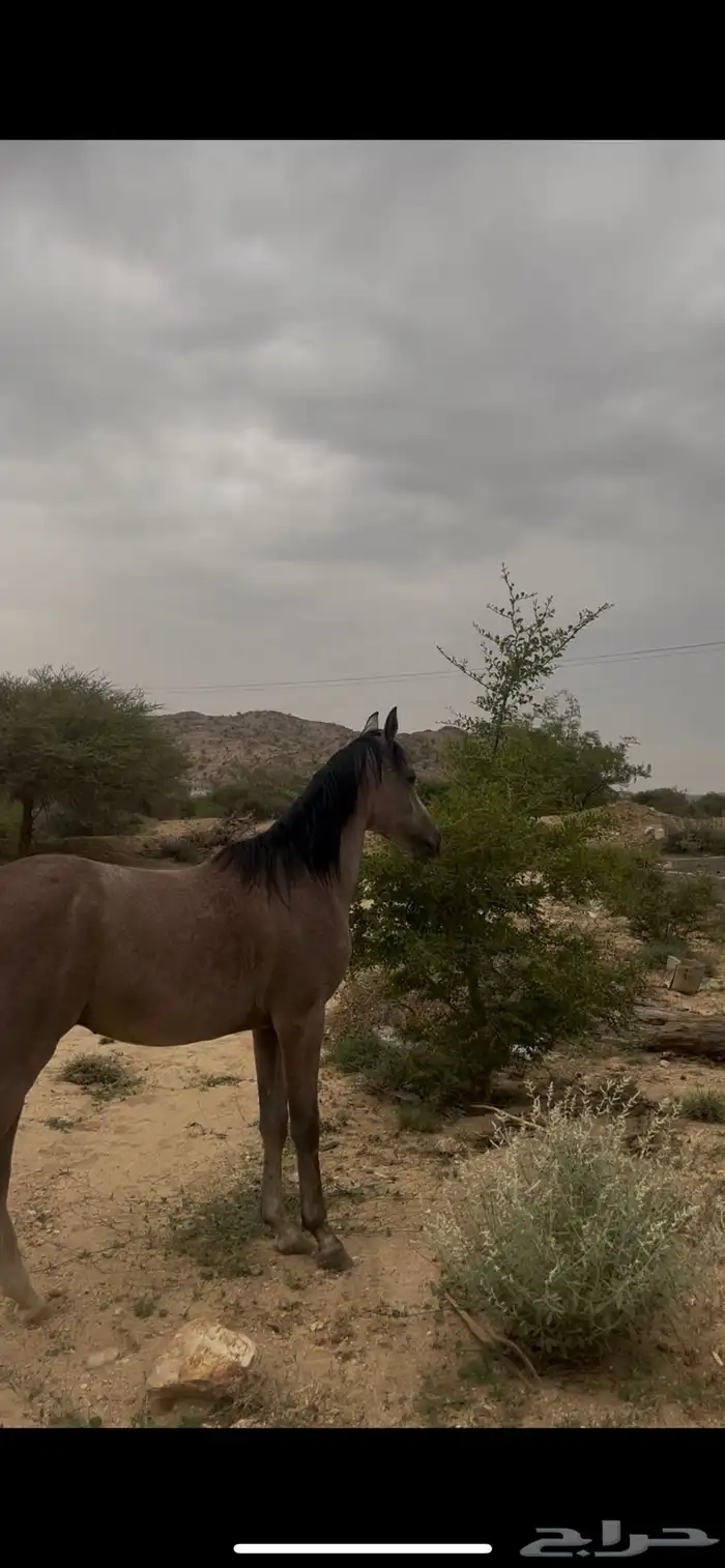 مهر 0