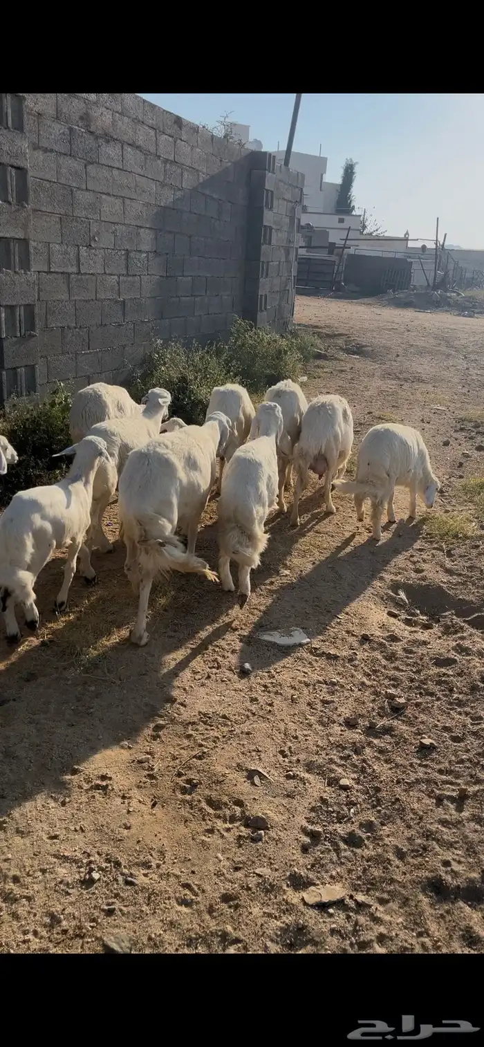 ضان صنف تم البيع 3