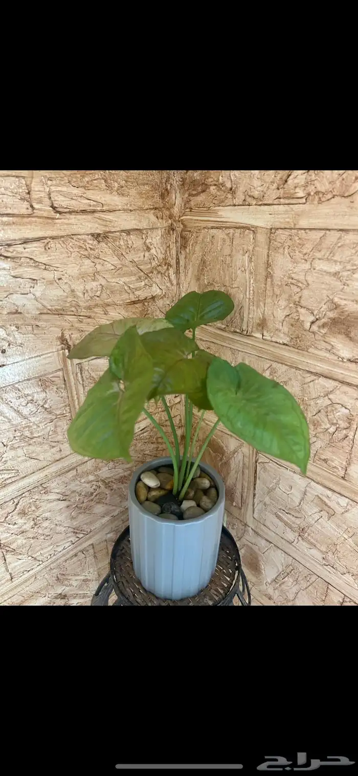 نبتة سنجونيوم 0