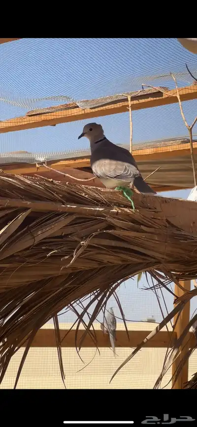 حمام هولندي او ياكريم له اسماء كثيره index