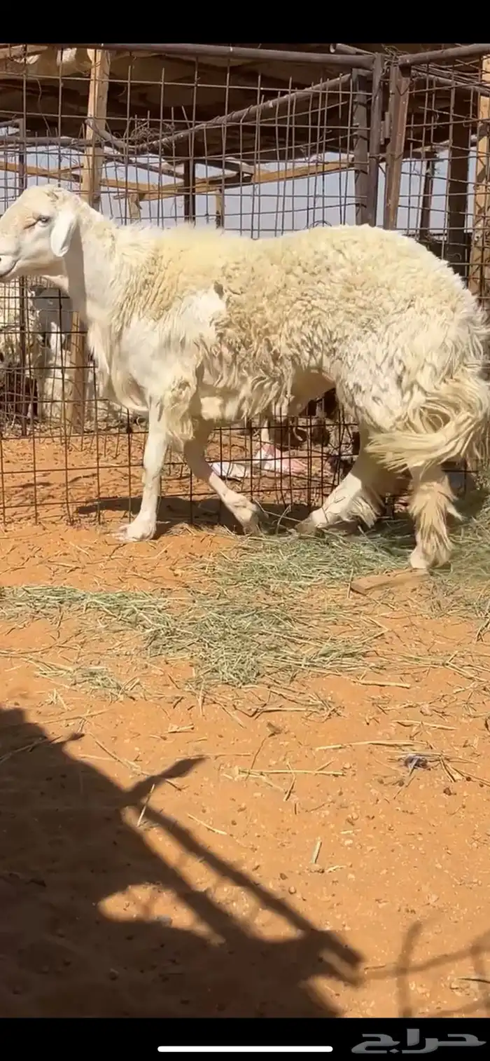 للبيع خروف حري فحل ونجد متابيع 2