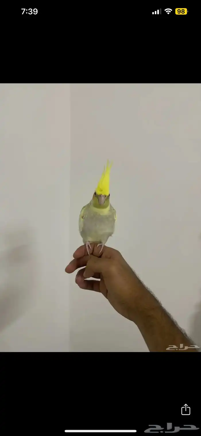 كروان 11 شهر الليف 2