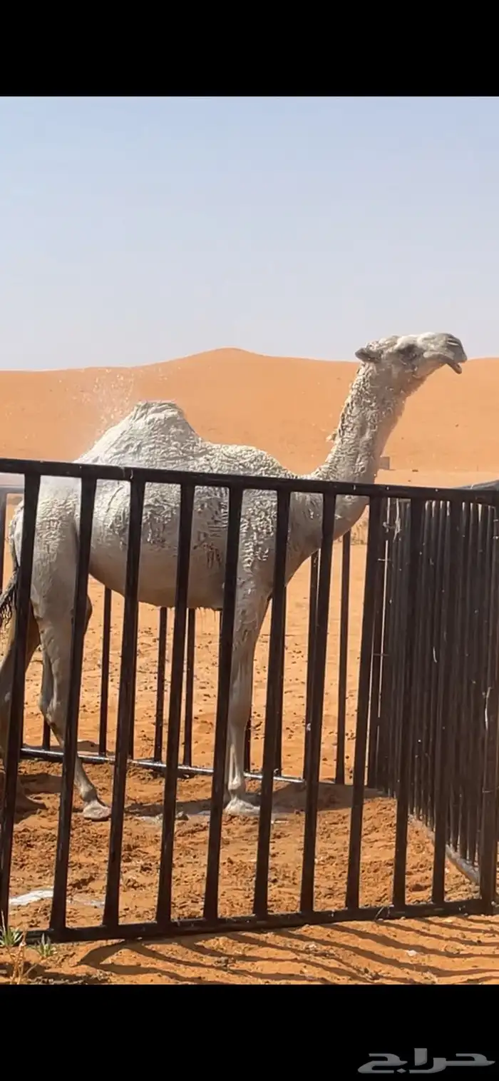 بكرة باتليه بنت الشيخ ولد حراق الضويلع 1