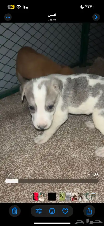 جرواه كلاب اليفه وشرسه index