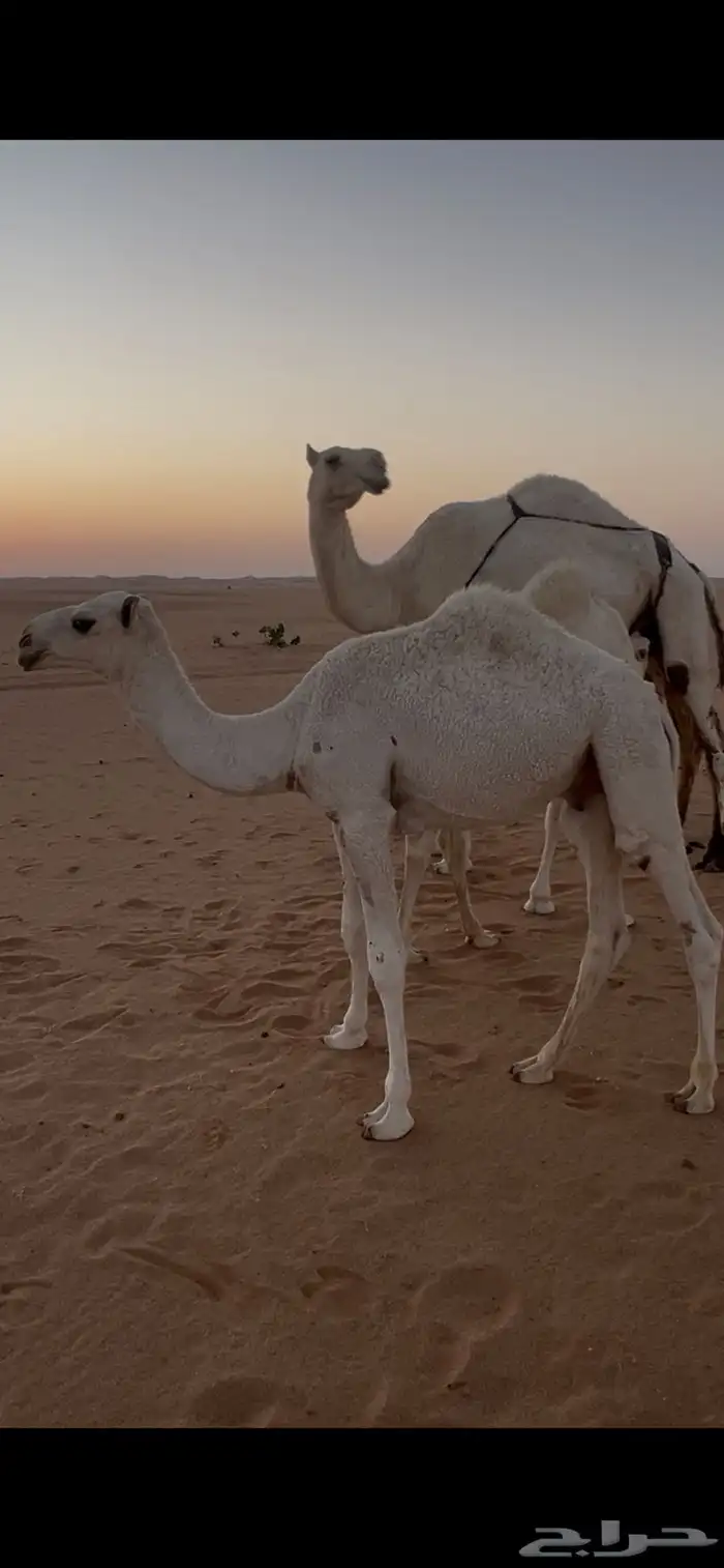 قعدان ثنين للبيع 3