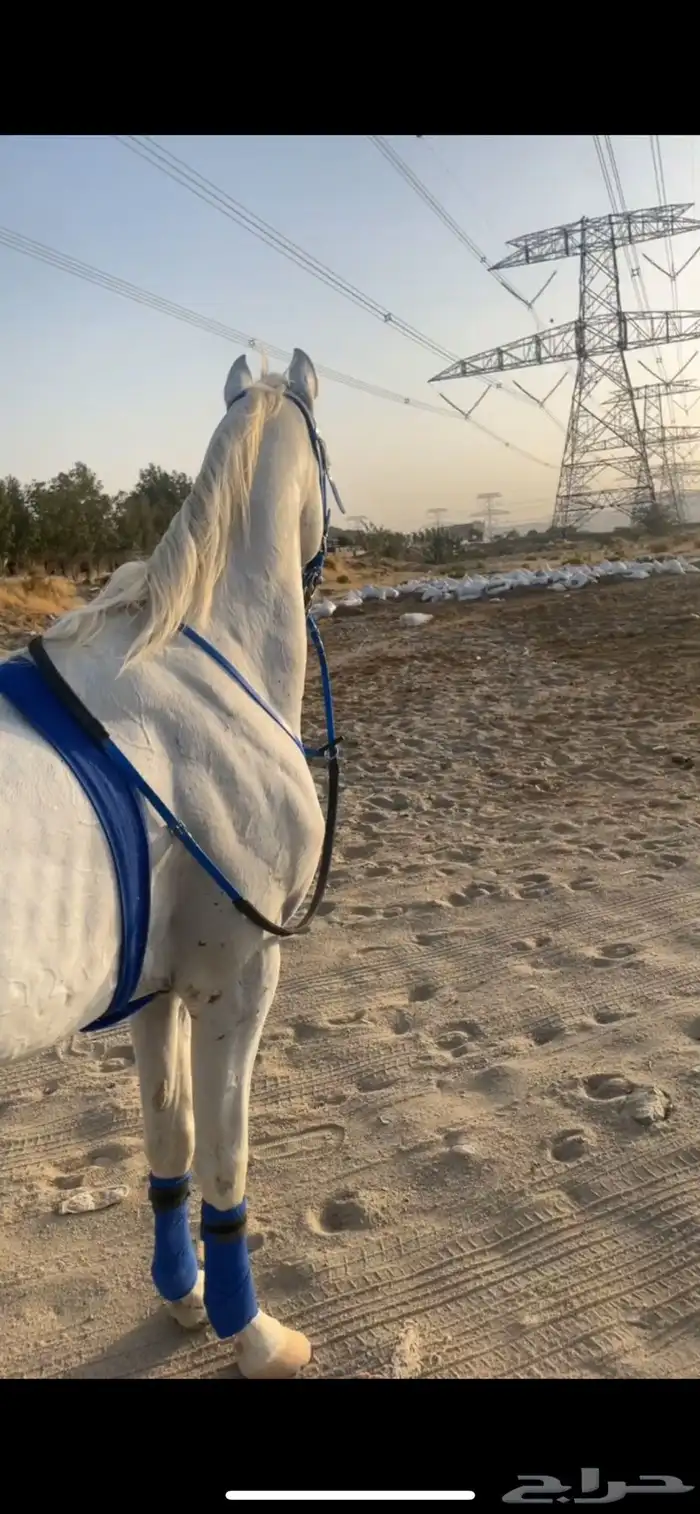 حصان شعبي 0