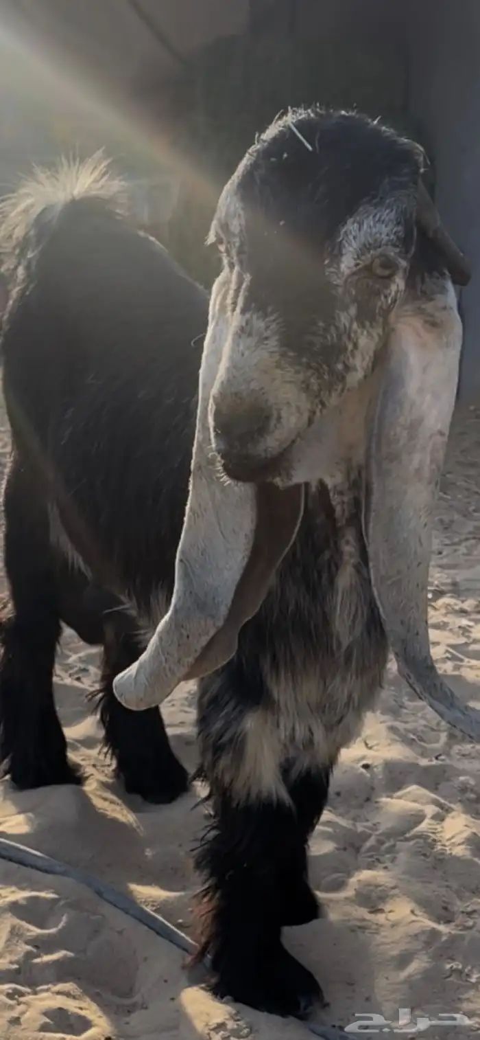 جذع عارضي معرف من حلال السعدون بالاحساء 3