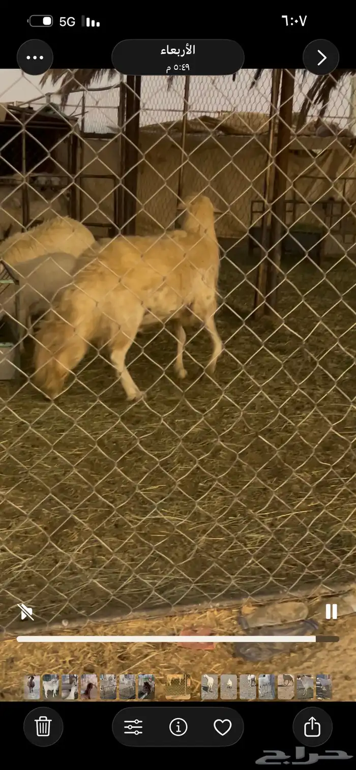 فحل اصفر جرم وإنتاج كفو سوم 3000 2