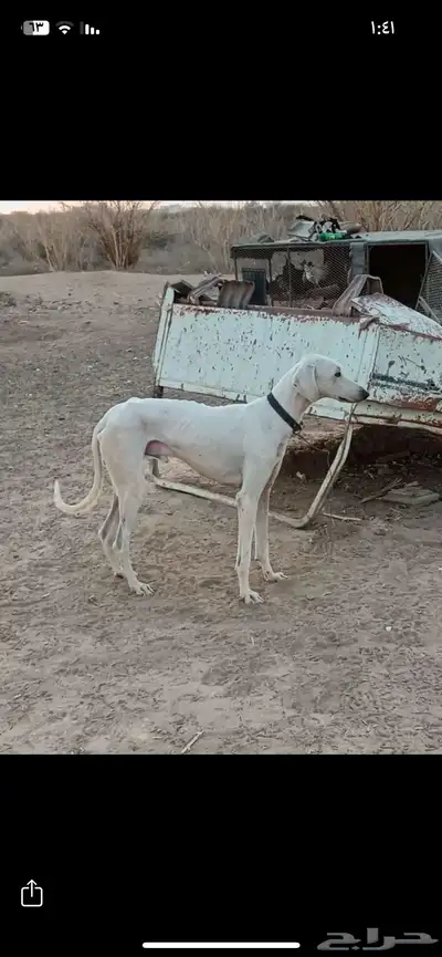 مطلوووب سلوقي 0