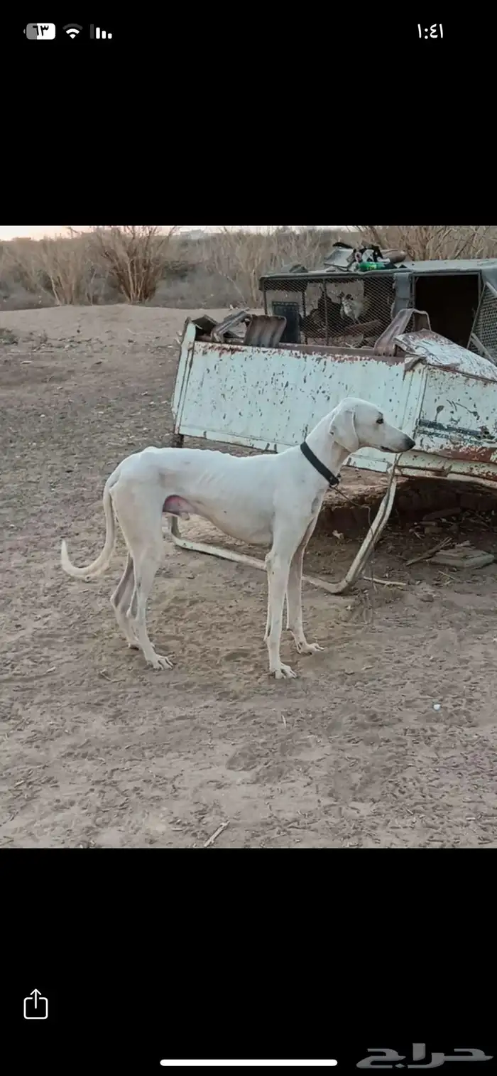 مطلوووب سلوقي 0