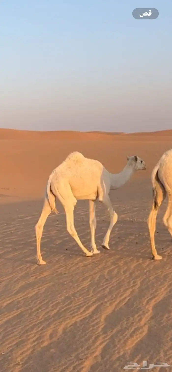 قعدان ثنين للبيع 4