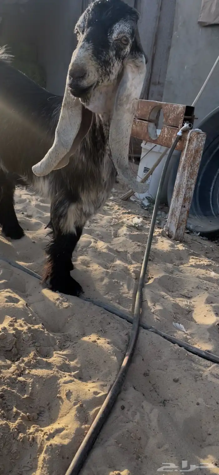 جذع عارضي معرف من حلال السعدون بالاحساء 1