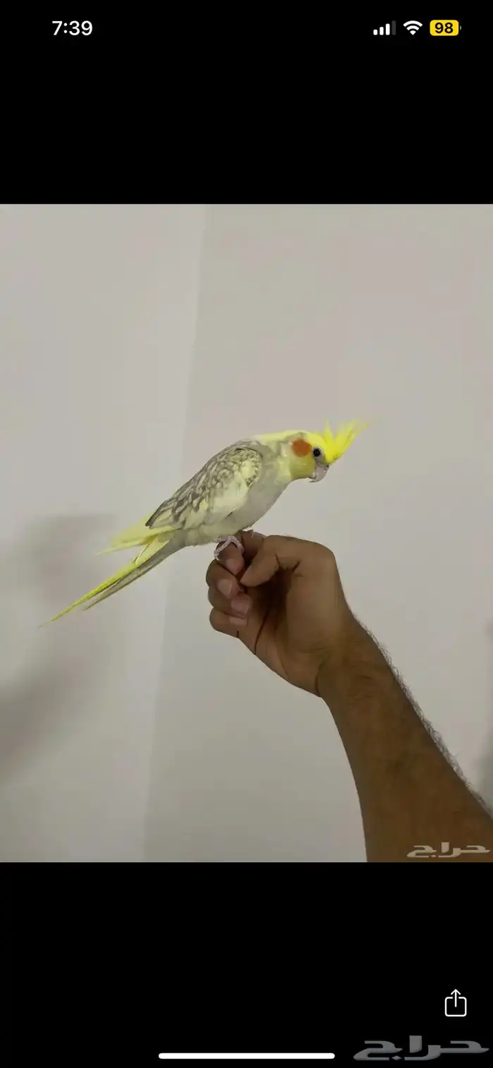 كروان 11 شهر الليف 1