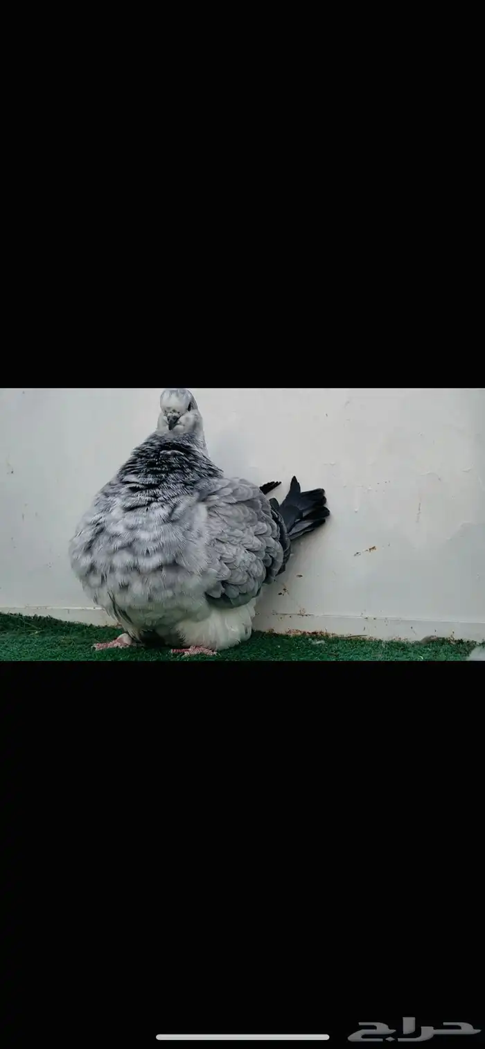 انثى فرش top 0