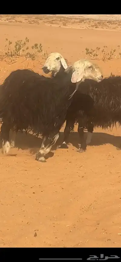 للبيع خروف حري فحل ونجد متابيع index