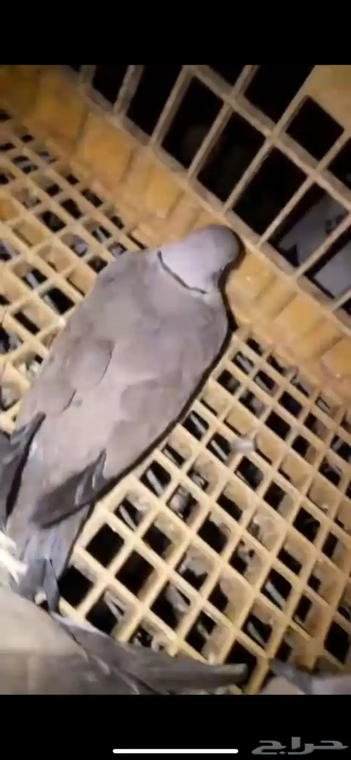 السلام عليك عندي قمري 2