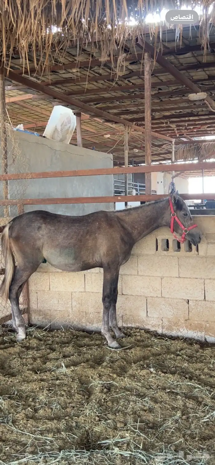 للبيع المهر مصري بيور الاب فريد ولد نايل مول 3