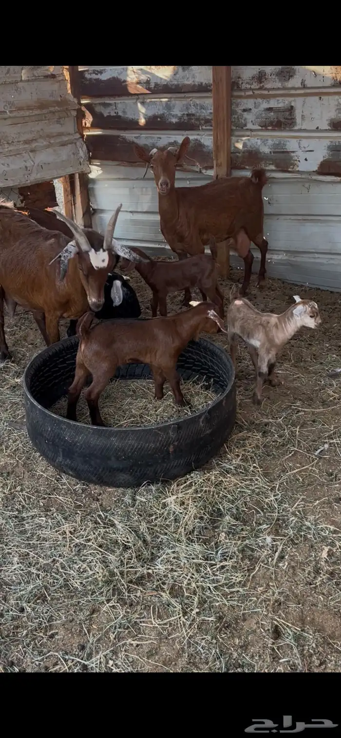 معزا محايليات دهم 3