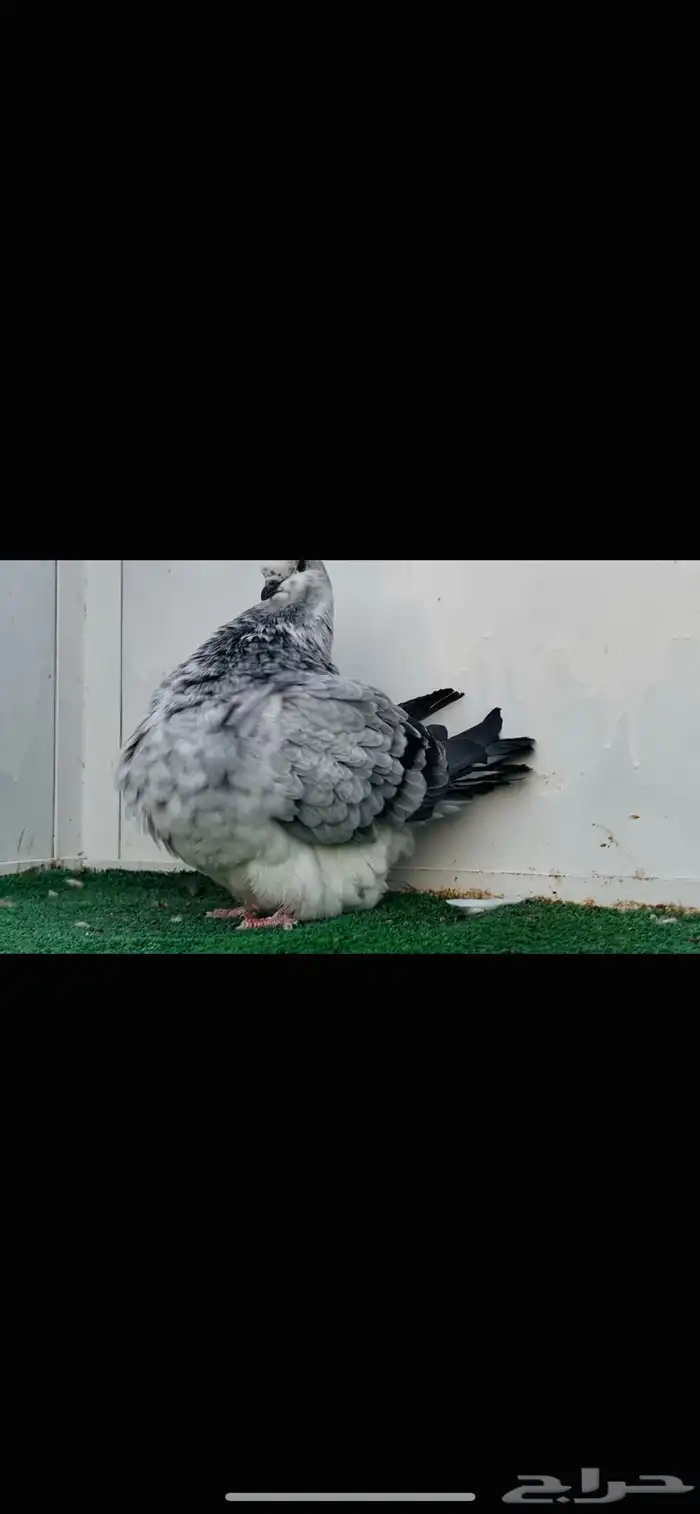 انثى فرش top 2